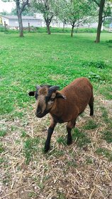 Kamerunské ovce -  beránek - 2