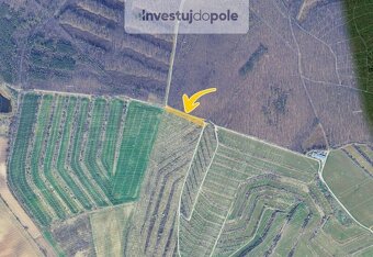 Prodej vinice v k.ú. Dambořice - 2