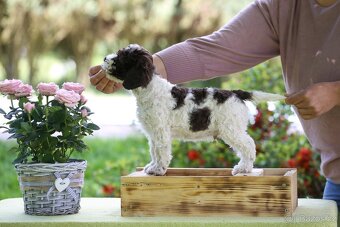 Pejsek Lagotto Romagnolo s PP - 2
