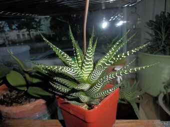 Sukulent Haworthia fasciata - 2