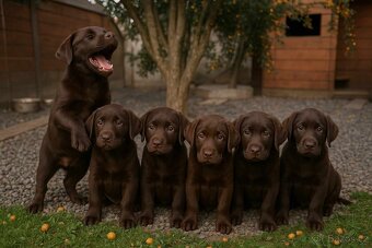 štěňata labrador a – připravena k odběru - 2