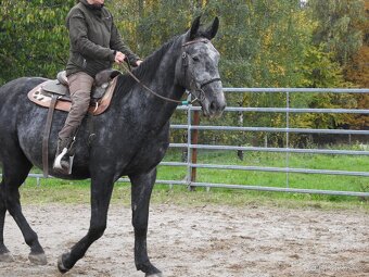 valach 4 roky 150cm strakáč - 2