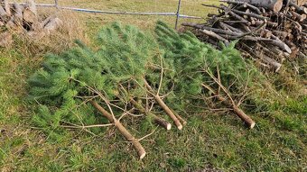 Vánoční stromek, Borovice - 2