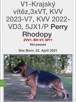 Německý ovčák - štěňata s PP - 2