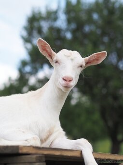 Prodám čistokrevné české bílé kozy - matka + dvě dcery - 2