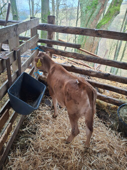 Prodám jalovičku jersey 100% - 2