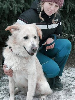 OLIVER - kastrovaný psík 2 roky - 2