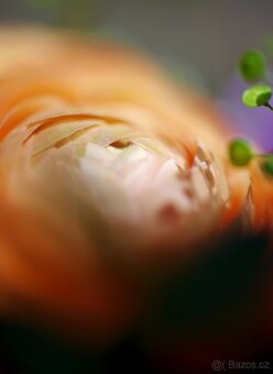 Meyer-Optik Gorlitz Oreston 50mm F1.8 M42 - 2