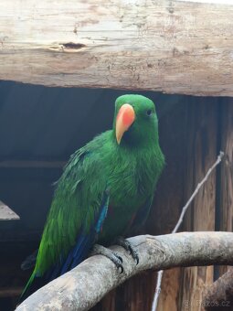 Papoušek Eklektus různobarvý - 2