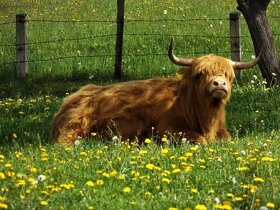 Highland Cattle Highlander Skotské krávy - 2