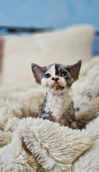 Devon rex kocourek s průkazem původu - 2