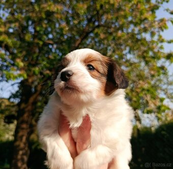 Malý kontinentální španěl Phalene, ne papillon - 2