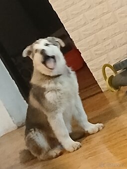 Alaskan Malamute chovatelsky pas euro pas - 2