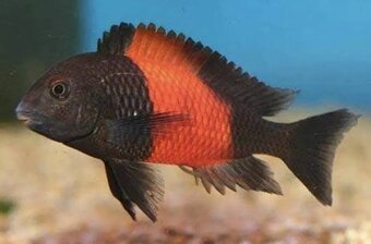 Tlamovci jezera Tanganika a Malawi. - 2