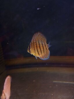 Discus,Diskus,Terčovec - 2