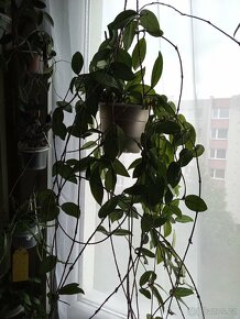 PRODEJ - Pokojovka Voskovka (Hoya Carnosa) - 2