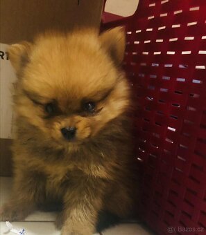 Pomeranian - 2