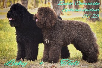 🌟 Rezervace štěňátka plemene Barbet 🌟 - 2