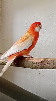 Rozela penant - 2
