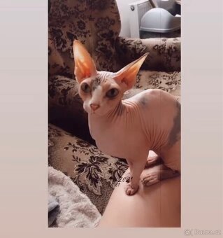 Sphynx kočky - 2