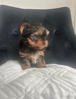 Jorkšírský teriér - 2