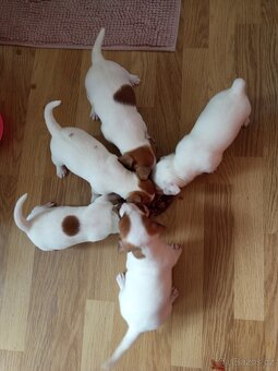 Jack Russell teriér štěňata - 2