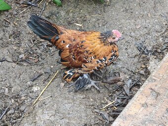 ZDARMA Kohoutek ZAKRSLÁ ROUSNÁ TŘÍBAREVNÁ - 2