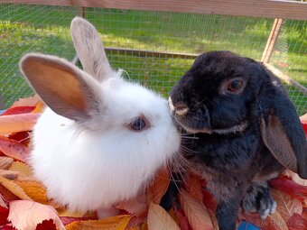 Vymazlení králíčci - 2