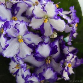 Fialka bílá, fialové okraje květů - 2