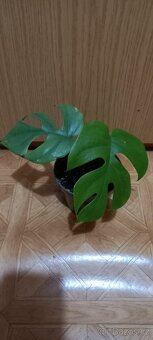 Monstera - 2