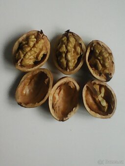 Prodám neloupané vlašské ořechy - 2