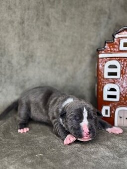 Americký stafordšírský teriér - 2