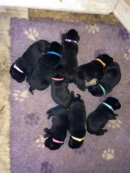 Štěňata labradorského retrivra - 2