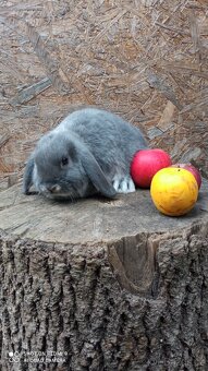 Zakrslý Beránek - 2