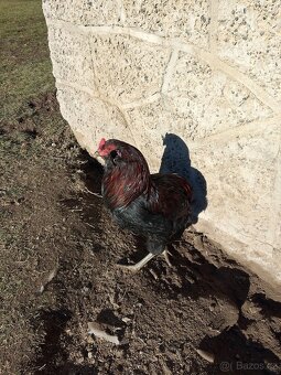 Kohout Araukana a Maranska - 2