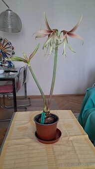 2x Amaryllis - Amarylis - 2
