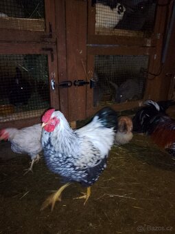 Prodej kohoutů - 2