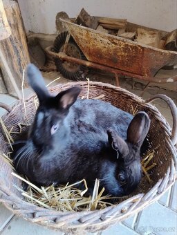 Prodám mladé králiky - 2