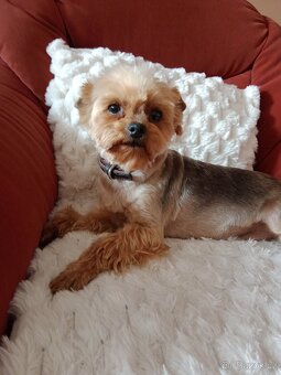 Jorkšírský teriér, fenka - 2