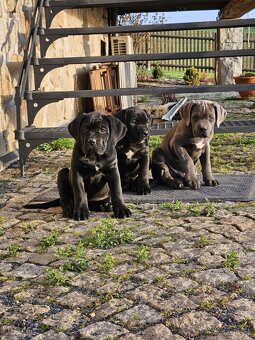 Prodám štěňátka Cane Corso s PP - 2