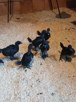 Ayam cemani - kuřata - 2