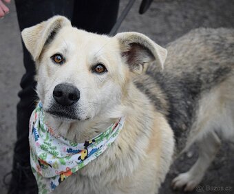 ŽIŽI K ADOPCI - 2 ROKY, ODDANÝ, BYSTRÝ, UČENLIVÝ - 2