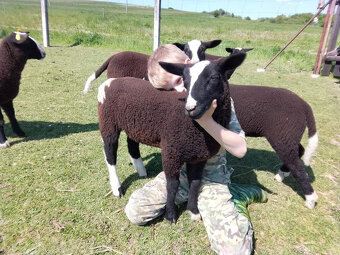 Prodám jehničky Zwartbles - 2