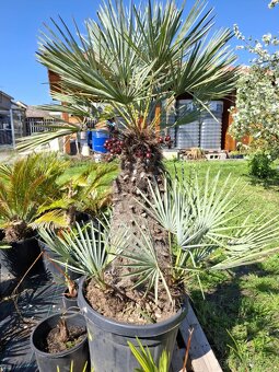 Vzrostlá palma chamaerops humilis CERIFERA - 2