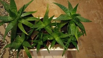 Prodám Aloe maculata - 2
