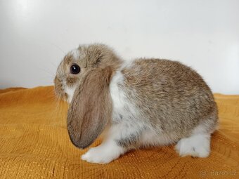 Zakrslý králík, beránek, beran - 2