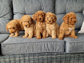 Maltipoo - 2