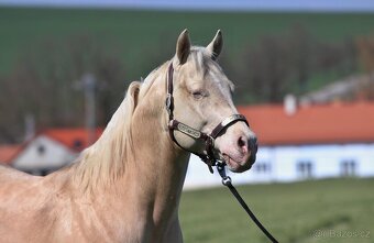Hřebec American Quarter Horse - 2