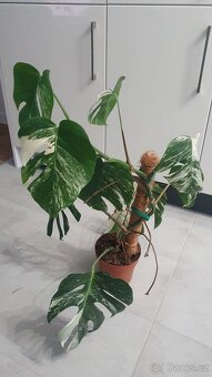 Monstera deliciosa albo variegata - 2