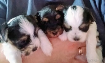 Yorkshire biewer terier - 2